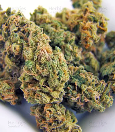 Nevilles Haze van Green House Seed Co.