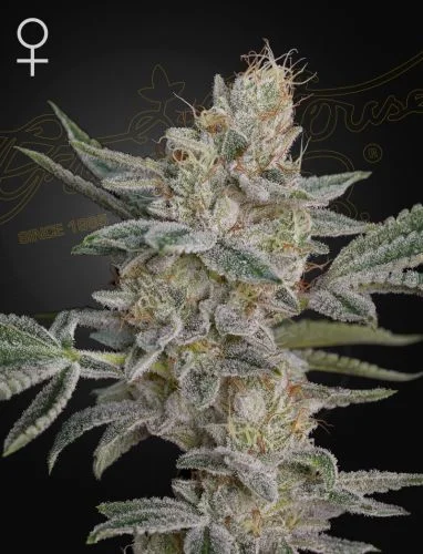 Air Lemon van Green House Seed Co.
