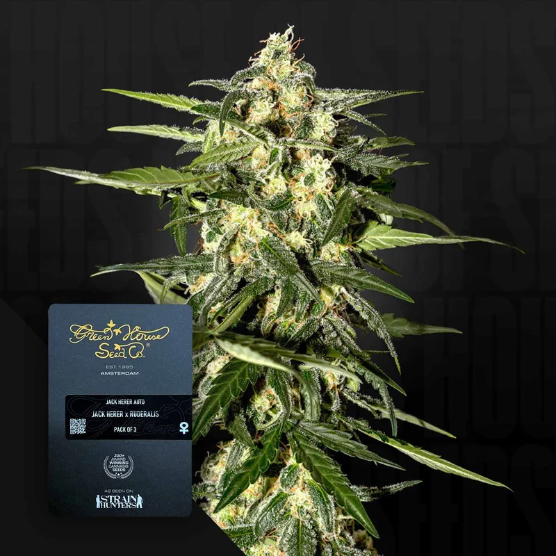 Jack Herer van Green House Seed Co.