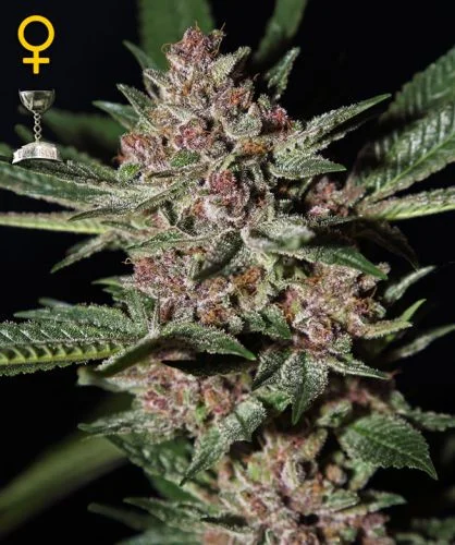 Bubba Kush van Green House Seed Co.