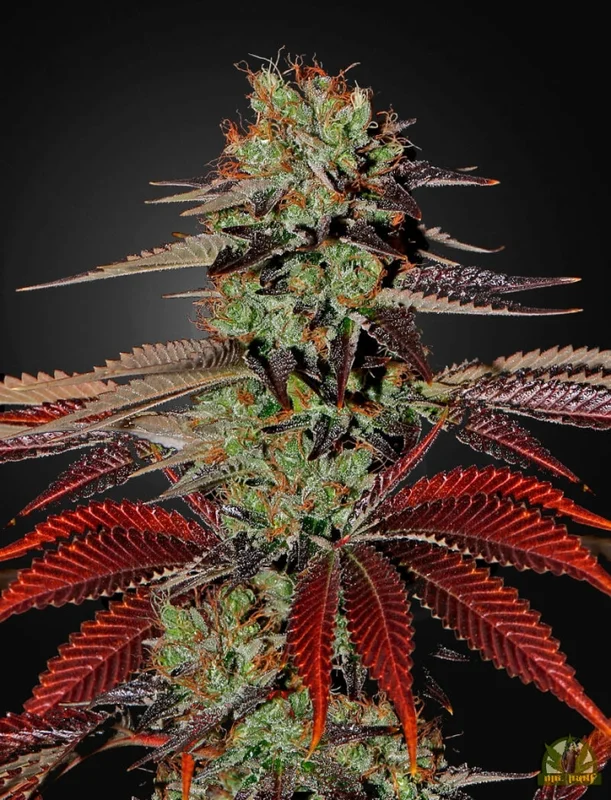 King's Kush van Green House Seed Co.