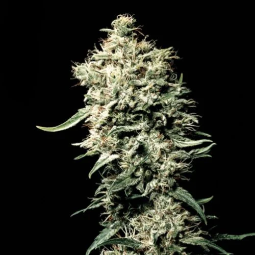 White Rhino van Green House Seed Co.