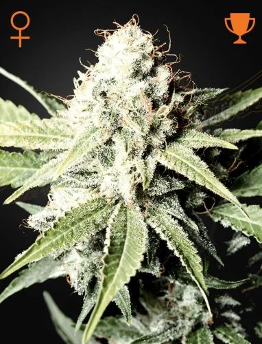 Great White Shark van Green House Seed Co.
