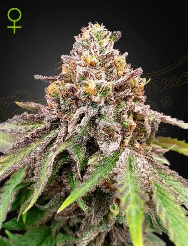 Blue Haze X Gelato #41 van Green House Seed Co.