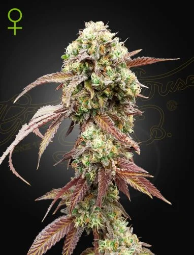 West Coast OG X Gelato #41 van Green House Seed Co.
