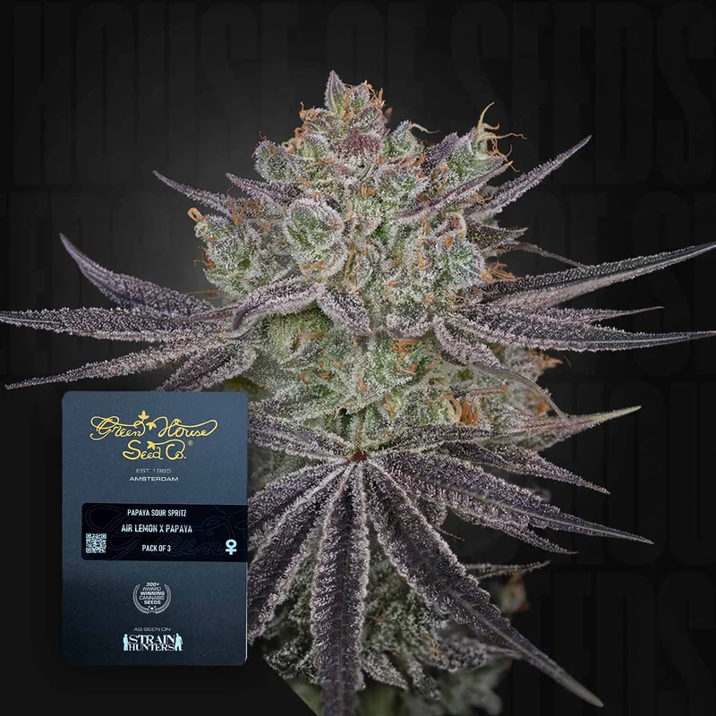 Papaya Sour Spritz van Green House Seed Co.