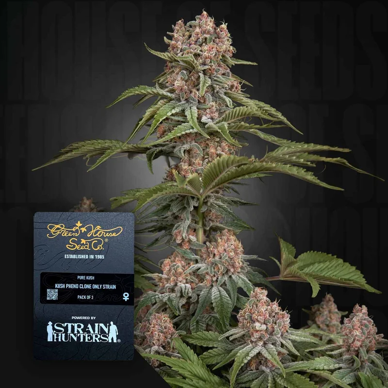 Pure Kush van Green House Seed Co.