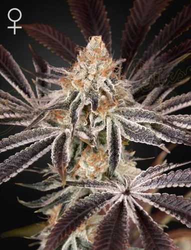 Dark Phoenix van Green House Seed Co.
