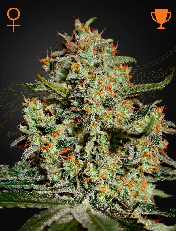 Big Bang van Green House Seed Co.