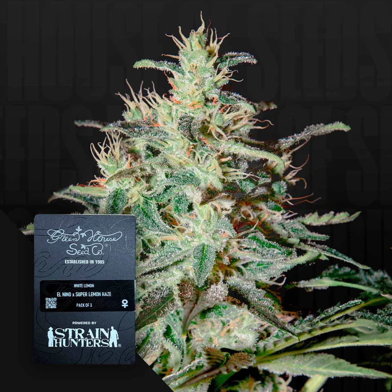White Lemon van Green House Seed Co.