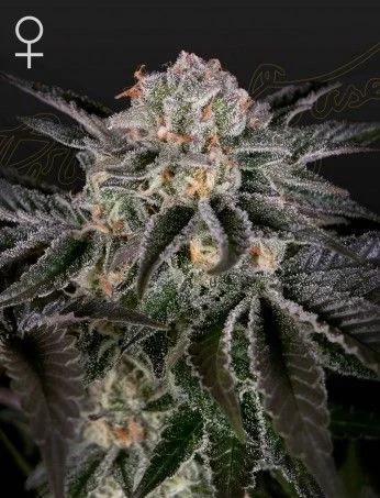Wonder Pie van Green House Seed Co.