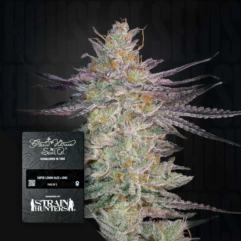 Super Lemon Haze X GMO van Green House Seed Co.