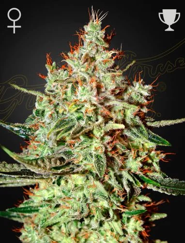 Train Wreck van Green House Seed Co.