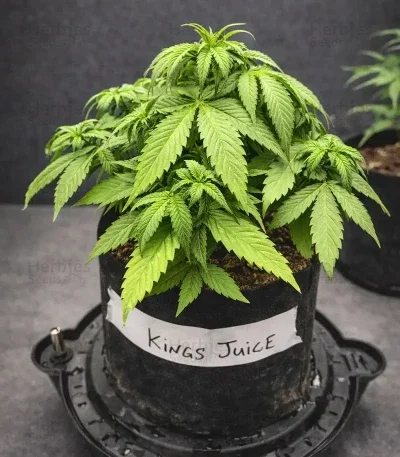 Kings Juice van Green House Seed Co.