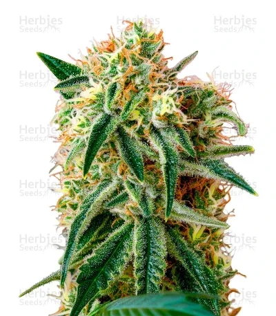 Damn Sour van Green House Seed Co.