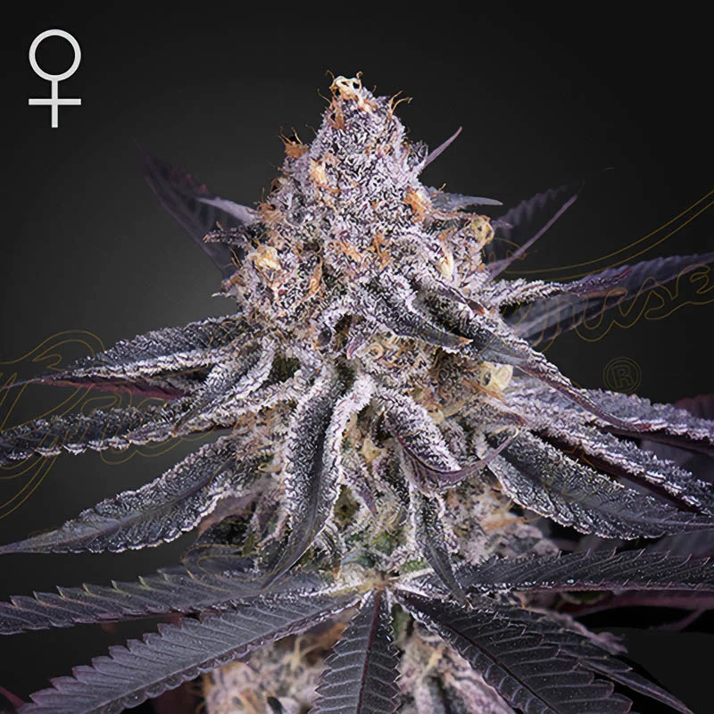 Kings Juice van Green House Seed Co.