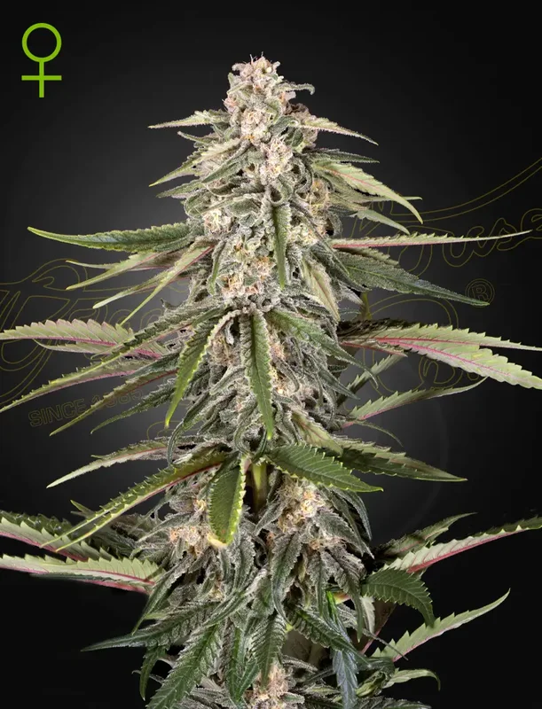 Green-O-Matic van Green House Seed Co.