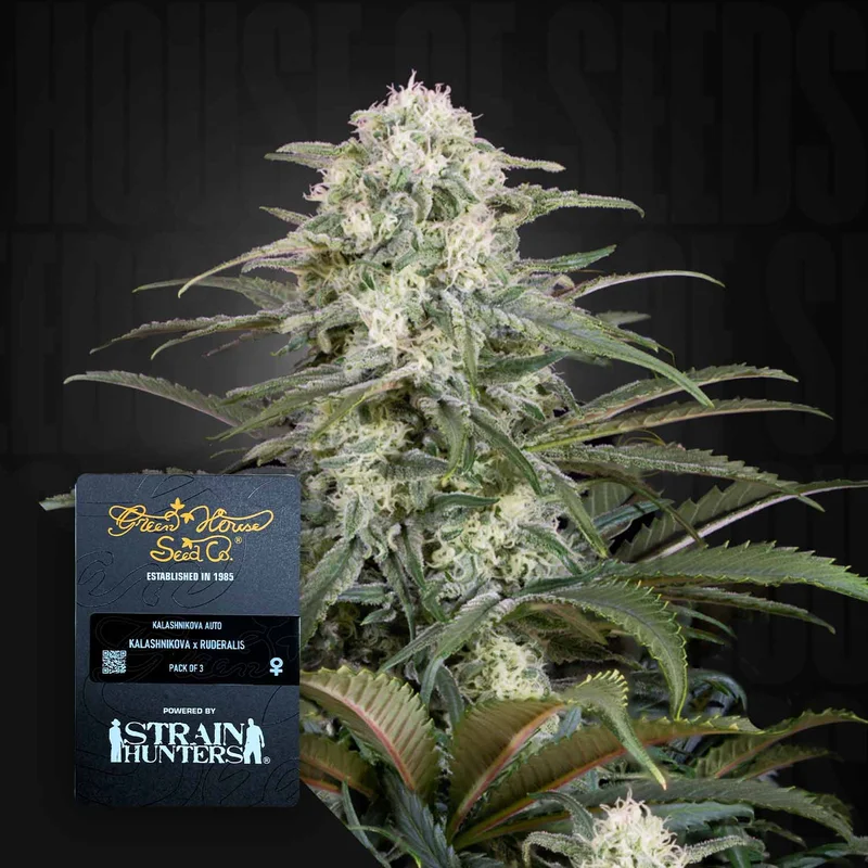 Kalashnikova van Green House Seed Co.