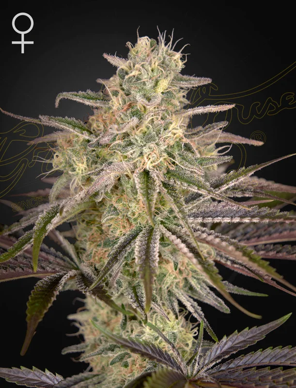 Cloud Walker van Green House Seed Co.