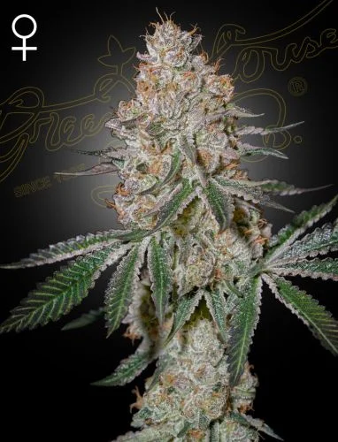 HighCloudZ van Green House Seed Co.