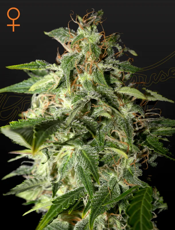 Afgooey van Green House Seed Co.