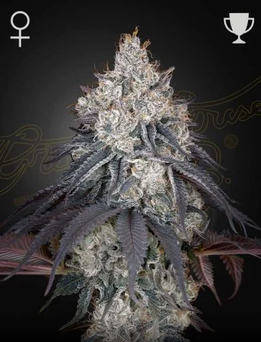 Lemon Orange van Green House Seed Co.
