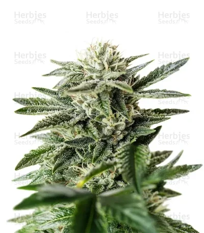 King's Kush CBD van Green House Seed Co.