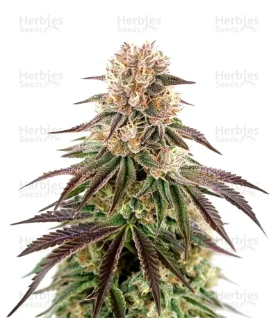 Kong's Krush van Green House Seed Co.