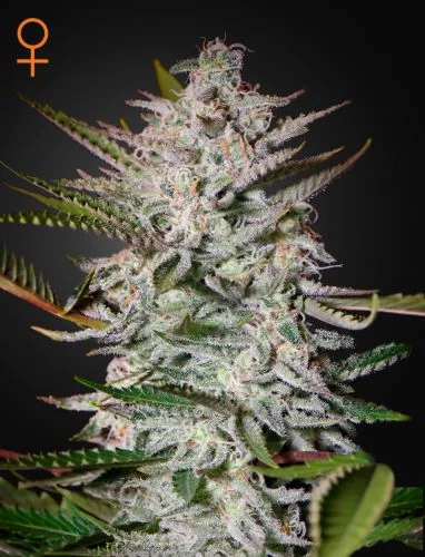Holy Punch van Green House Seed Co.