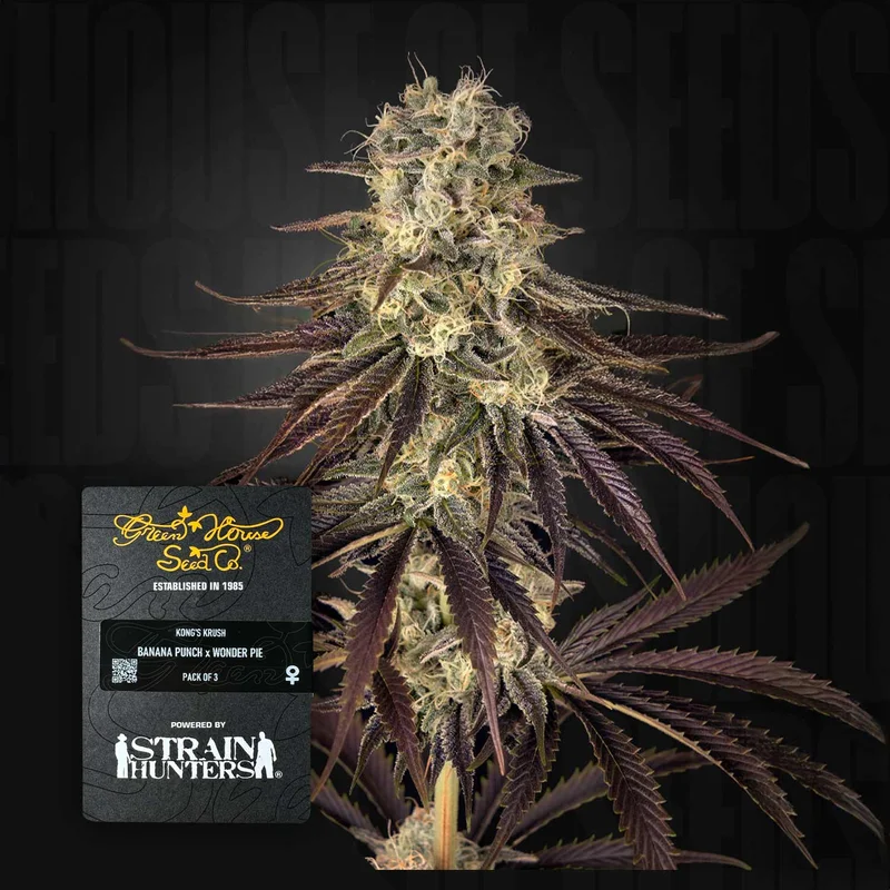 Kong's Krush van Green House Seed Co.