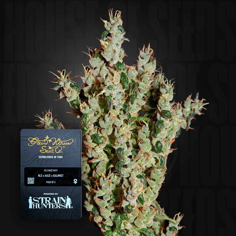 NL5 Haze Mist van Green House Seed Co.
