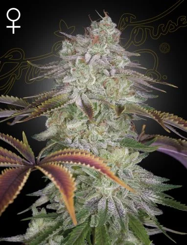 AlienZ van Green House Seed Co.
