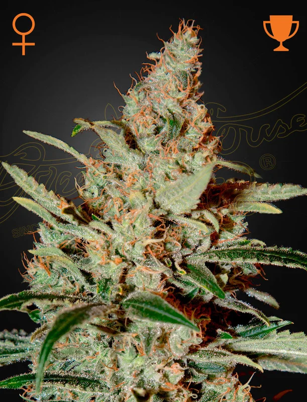 Chemdog van Green House Seed Co.