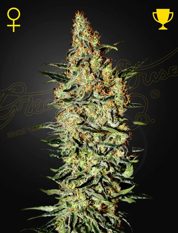 Nevilles Haze van Green House Seed Co.