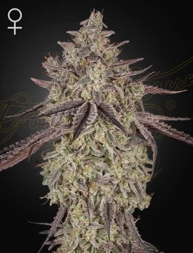 Skywalker van Green House Seed Co.