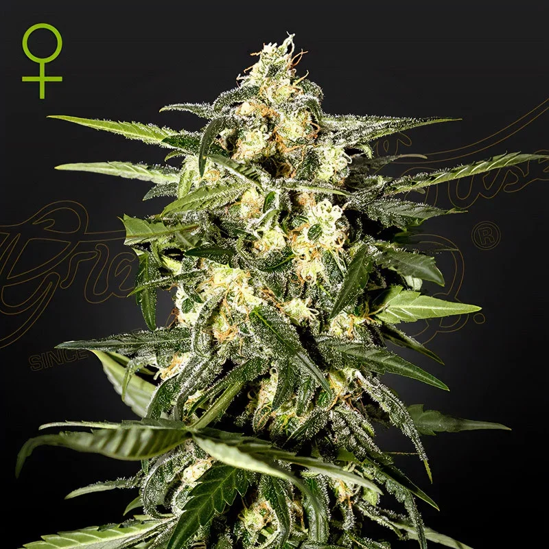 Jack Herer van Green House Seed Co.