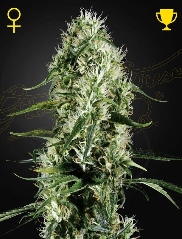 Super Silver Haze van Green House Seed Co.