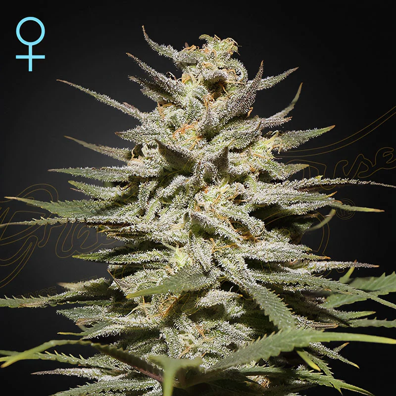 Super Lemon Haze CBD van Green House Seed Co.