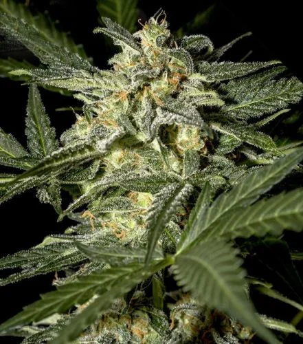 White Widow van Green House Seed Co.