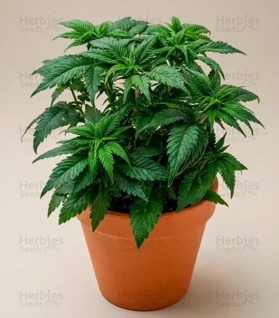 Kong's Krush van Green House Seed Co.