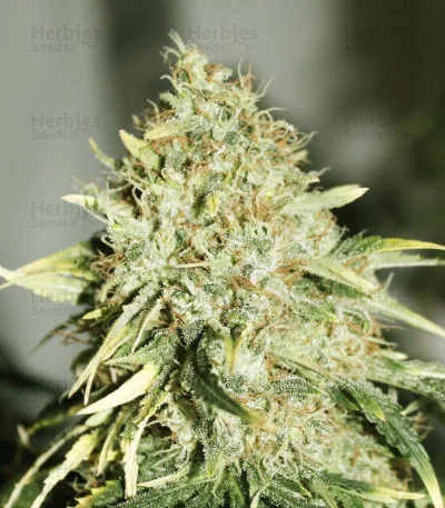 The Doctor van Green House Seed Co.