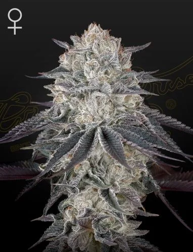 Franco's Fullgas! van Green House Seed Co.
