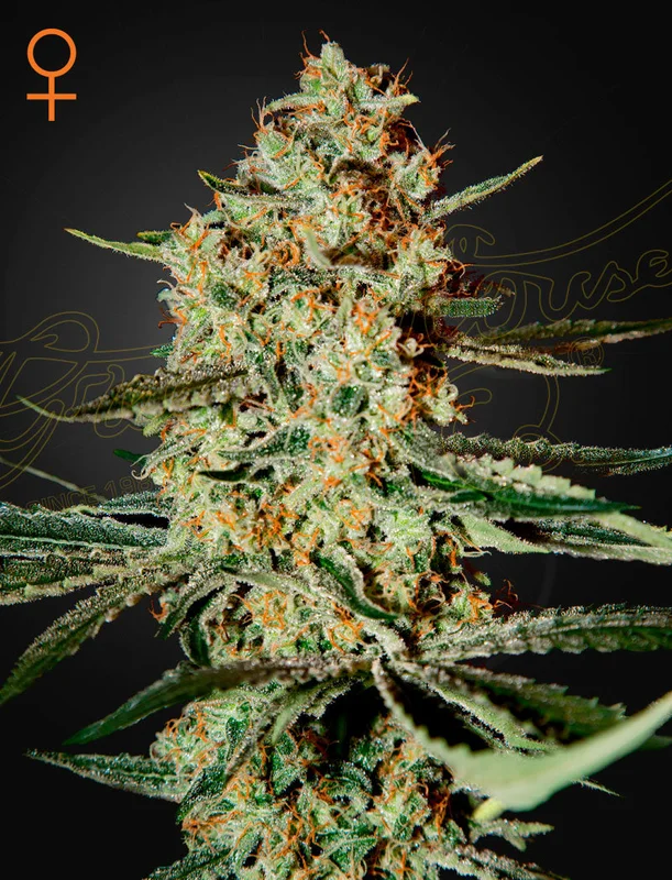 Himalaya Gold van Green House Seed Co.