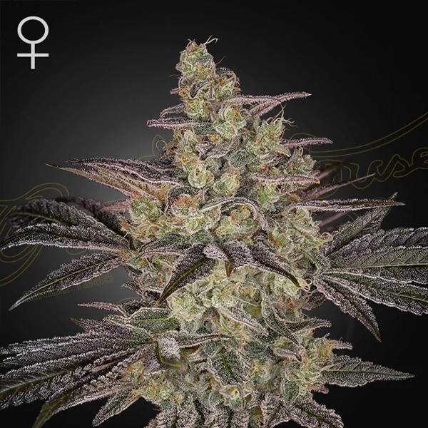 Frosted Guava van Green House Seed Co.
