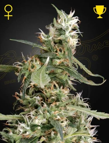 Arjans Ultra Haze #1 van Green House Seed Co.
