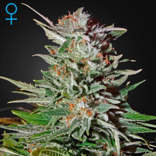Super Lemon Haze van Green House Seed Co.