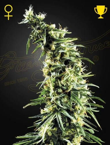 Hawaiian Snow van Green House Seed Co.