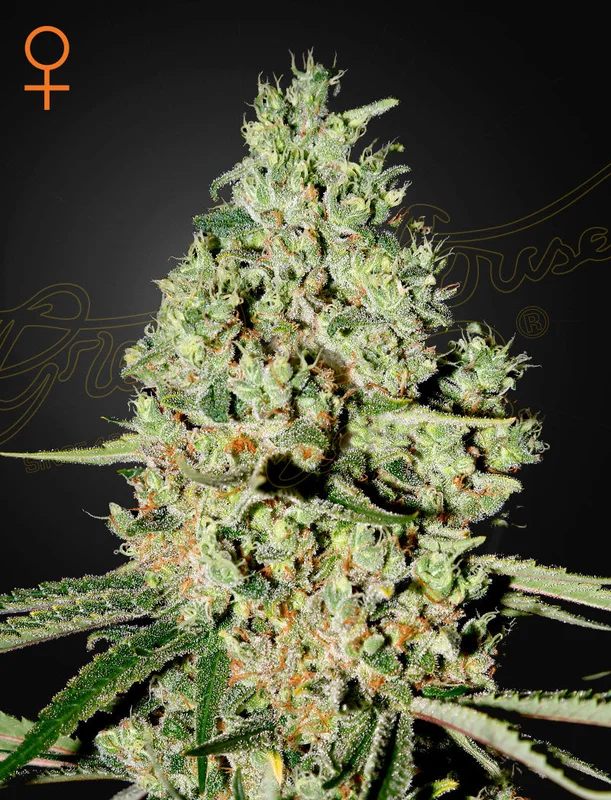 Super Critical van Green House Seed Co.
