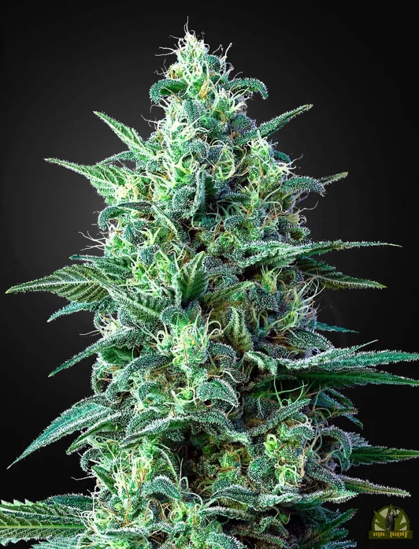 White Widow CBD van Green House Seed Co.