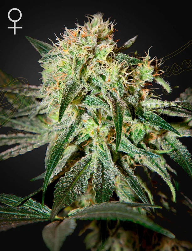 Damn Sour van Green House Seed Co.